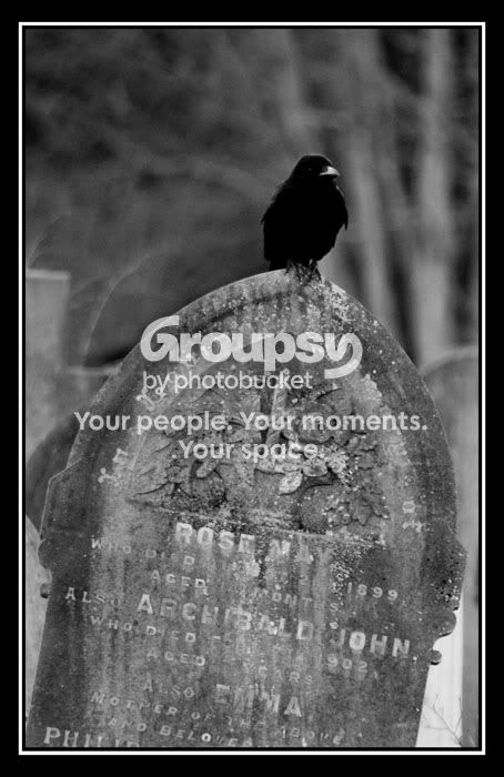 crow7.jpg