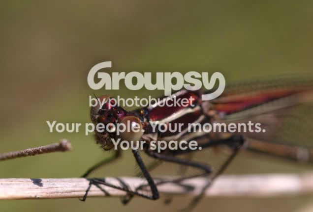red_dragonfly.jpg