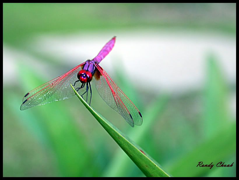 dragonflyBordr.jpg