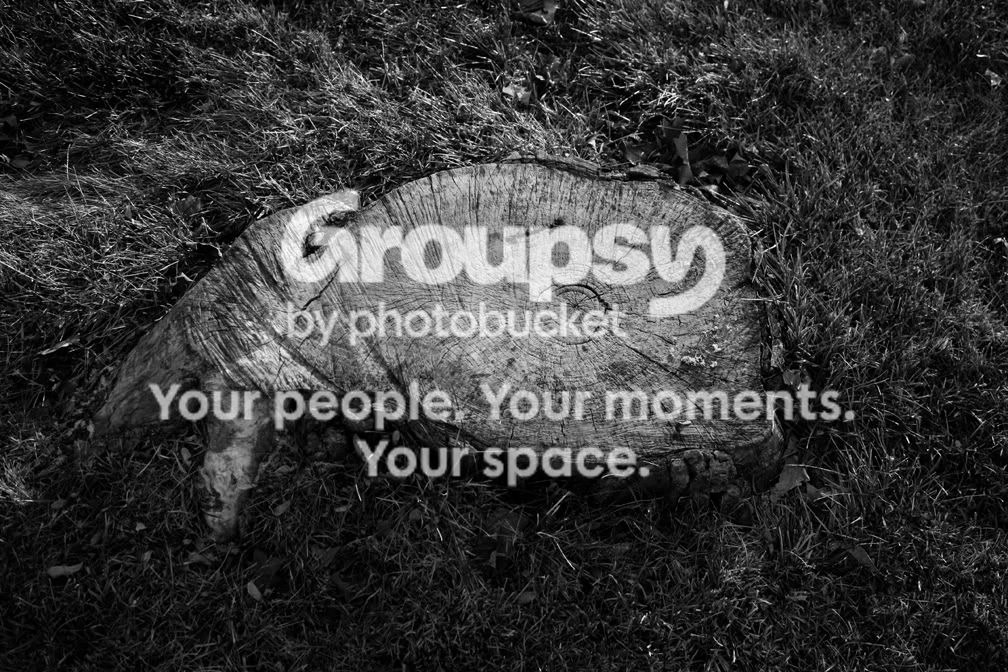 Stump.jpg