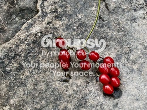 chokecherries1.jpg