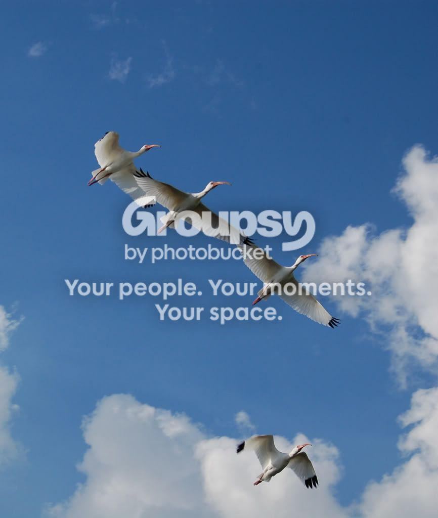 birds.jpg