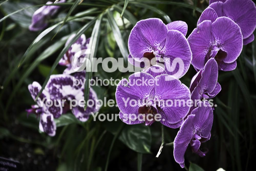 purple.jpg