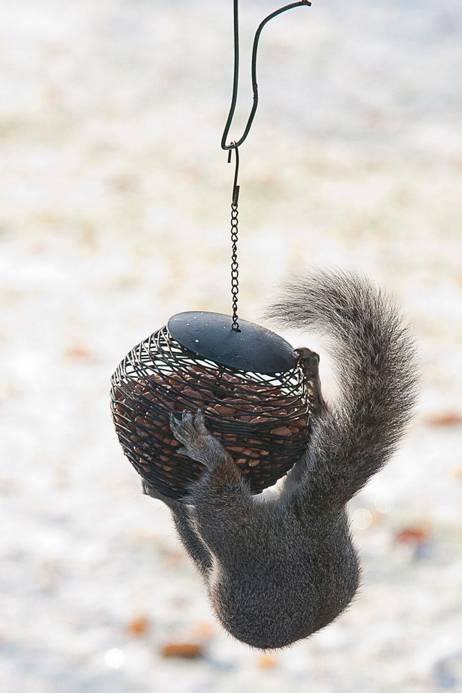 Squirrells-12.jpg