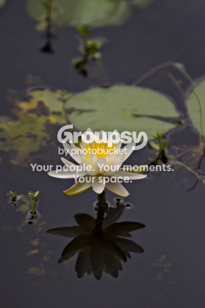 swampflower3.jpg