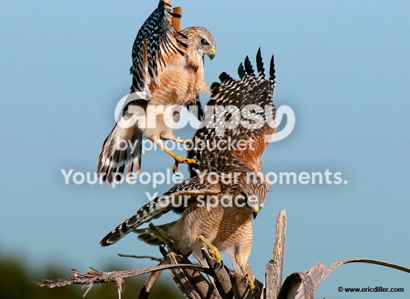 PIC_9726copy.jpg