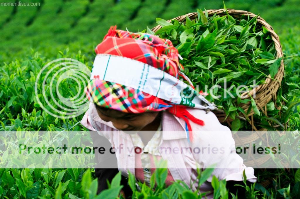 Tea-2_zps99655d7a.jpg