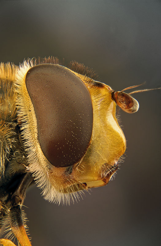 hoverflyhead1b.jpg