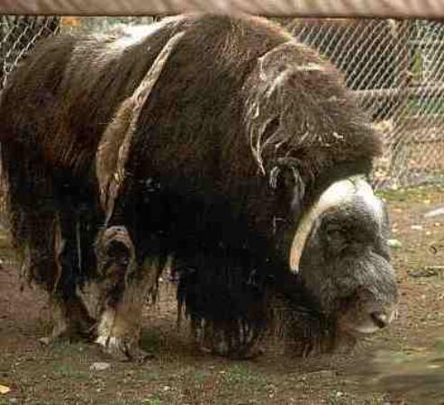 alaska-zoo.jpg