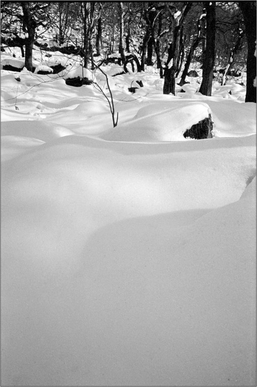 scan401-XL.jpg