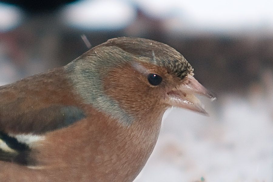 Chaff-1.jpg