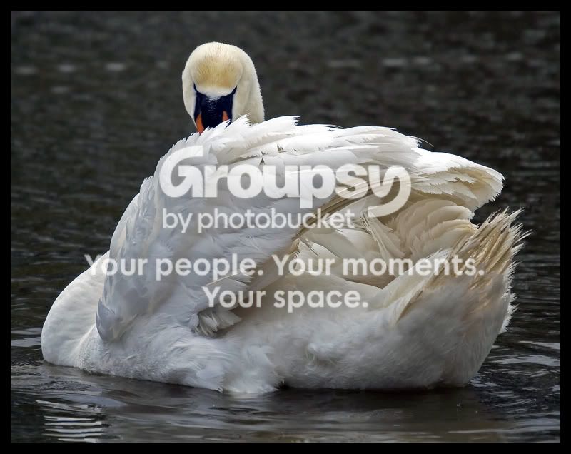 swan2-4.jpg