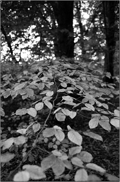 img696-L.jpg