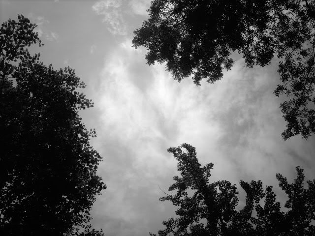 skywithtrees.jpg
