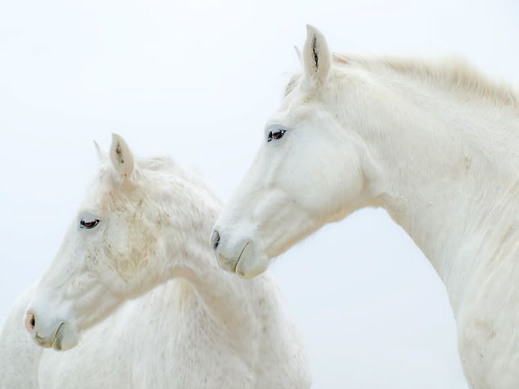 dpc-caballos-blancos.jpg