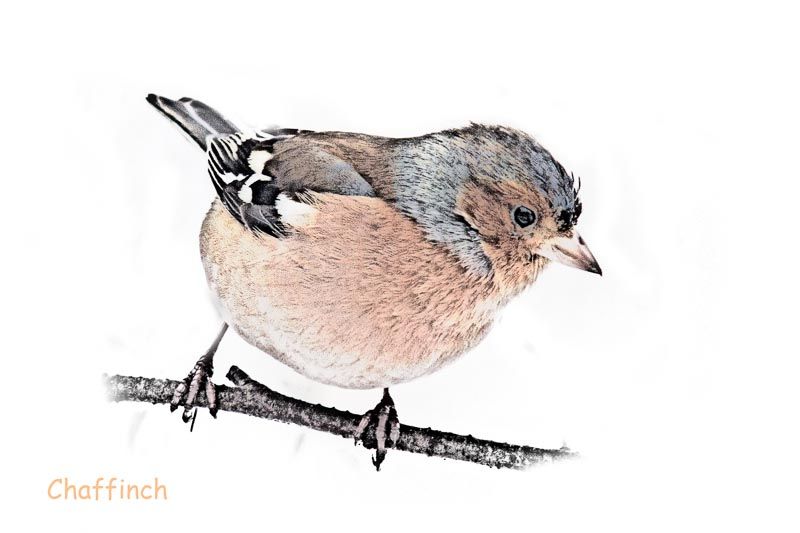 GardBird-3_zps7e5c5c50.jpg