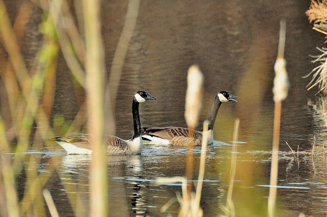 geese_425.jpg