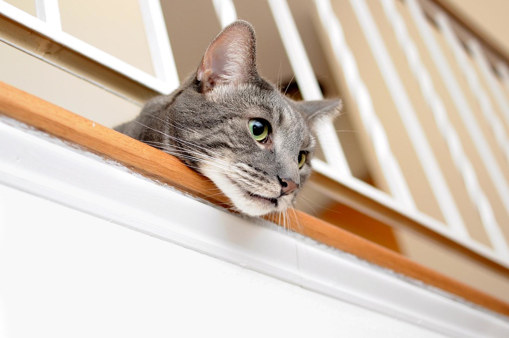 3999663272_0319597d5b_b.jpg