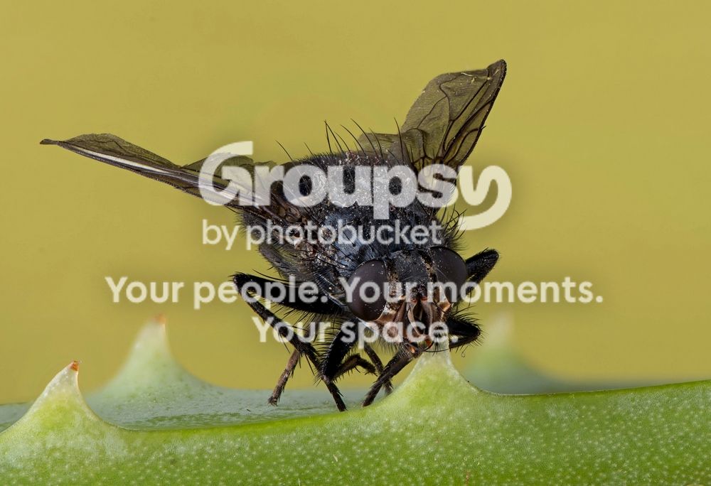 Fly%20stack%20four%20web%20size_zpsbrznatse.jpg