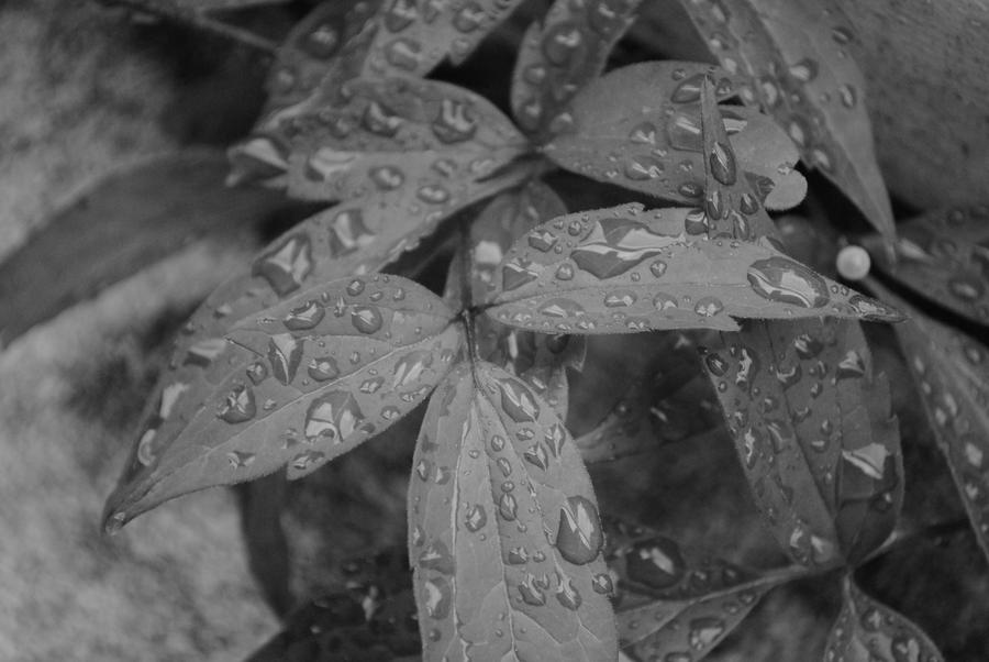 black_and_white_leaf_by_snow_fx-d3x1n15.jpg