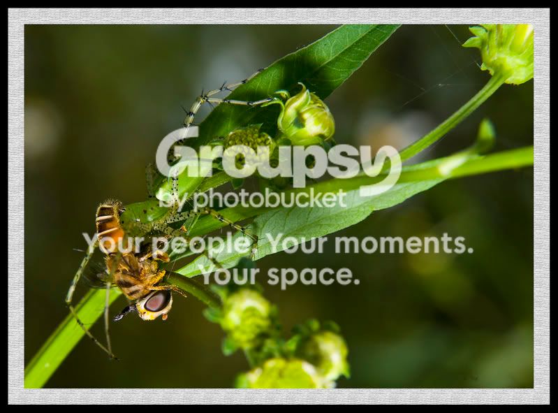 greenspider.jpg