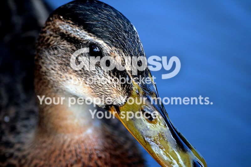 Ducks-eye.jpg