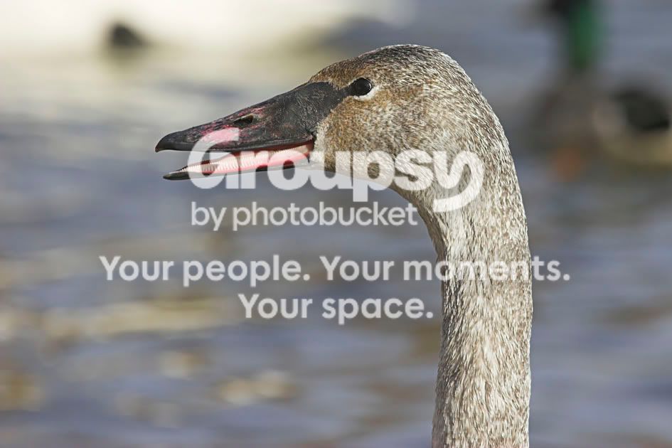 TrumpeterSwan5a.jpg