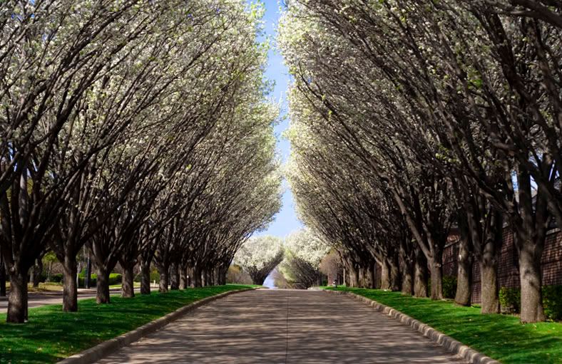 DallasTrees1Small_edit.jpg