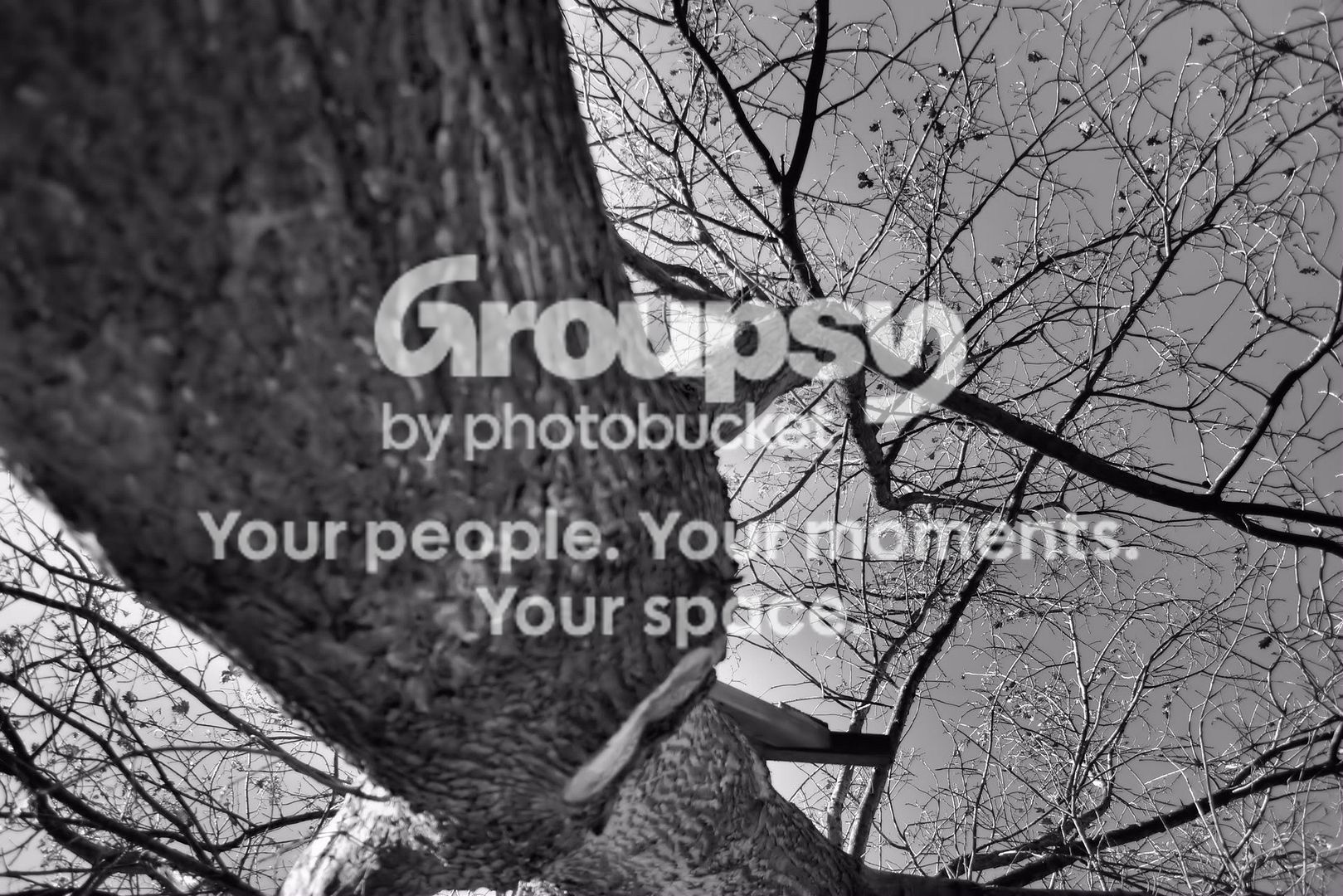 bwupsidedowntreeclosetotrunk.jpg