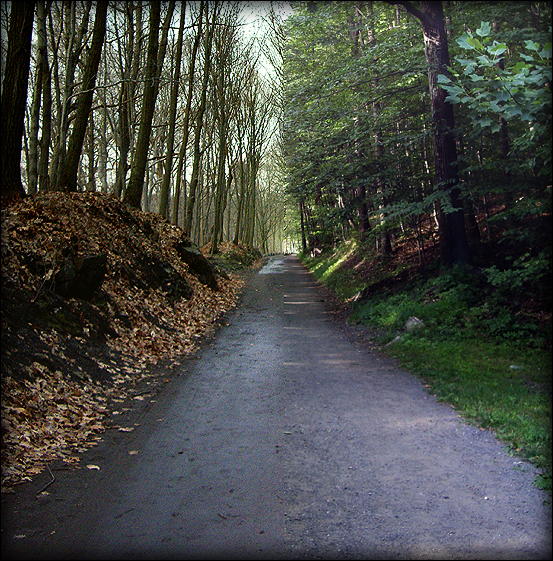Seasoned_Path_by_amnesic726.jpg