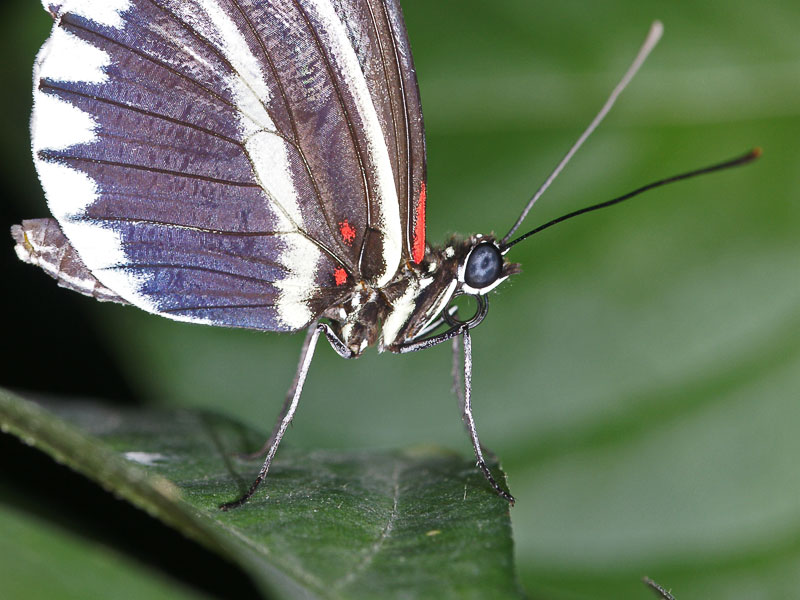 butterfly_b.jpg