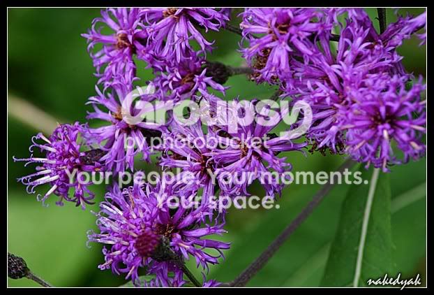 purplestuff.jpg