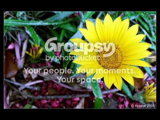 the_prettiest_yellow_flower_by_kyes.jpg