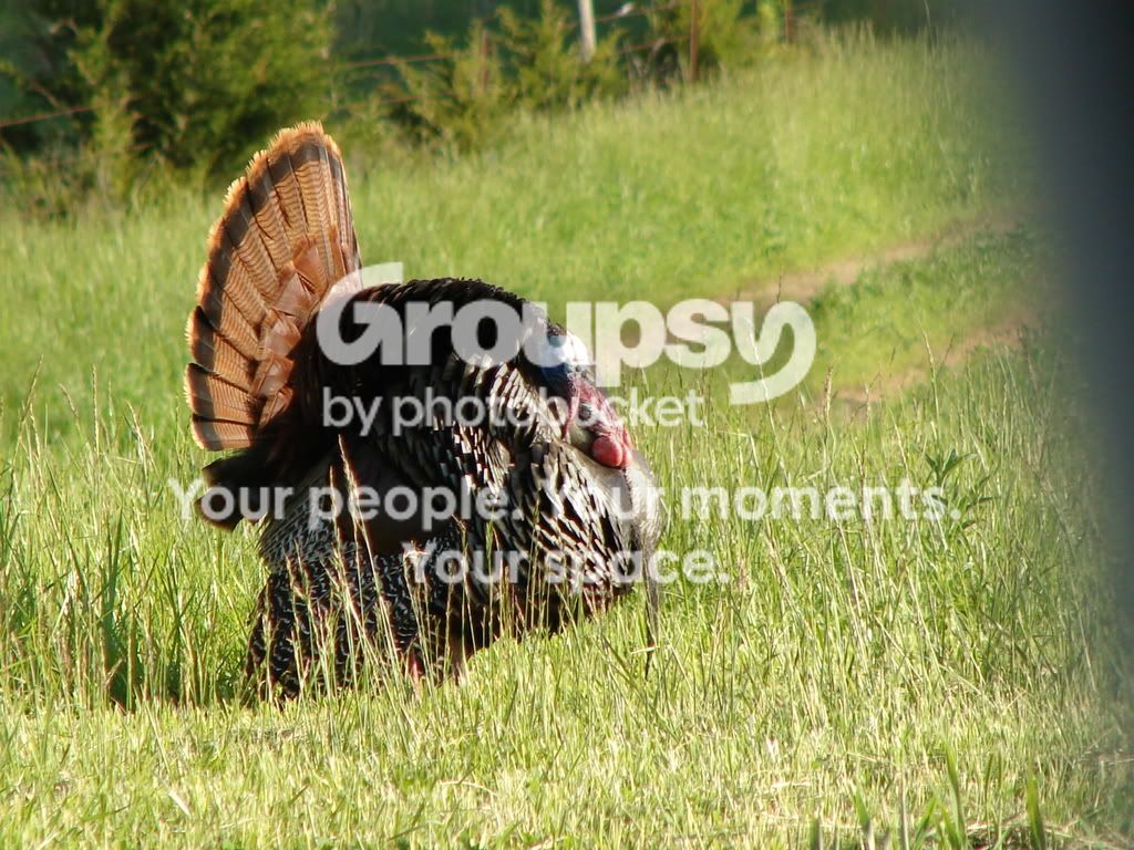 gobbler014.jpg