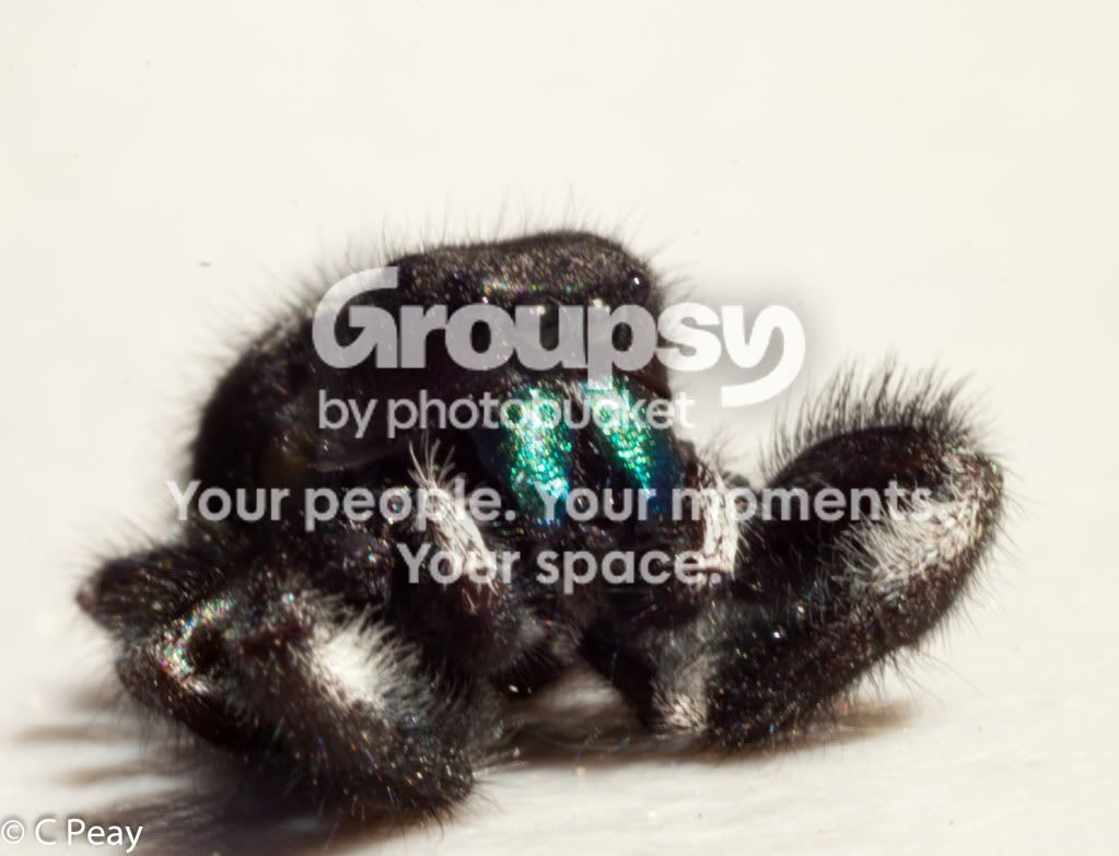 spider2.jpg