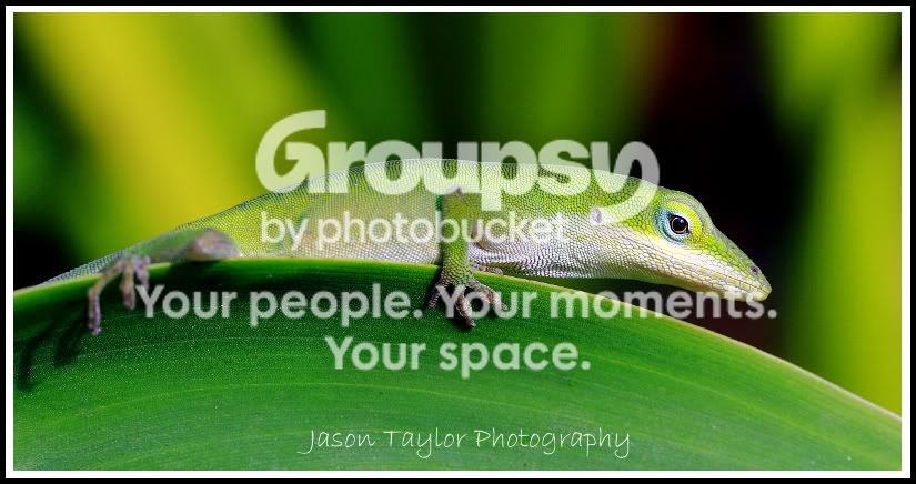 anole2.jpg