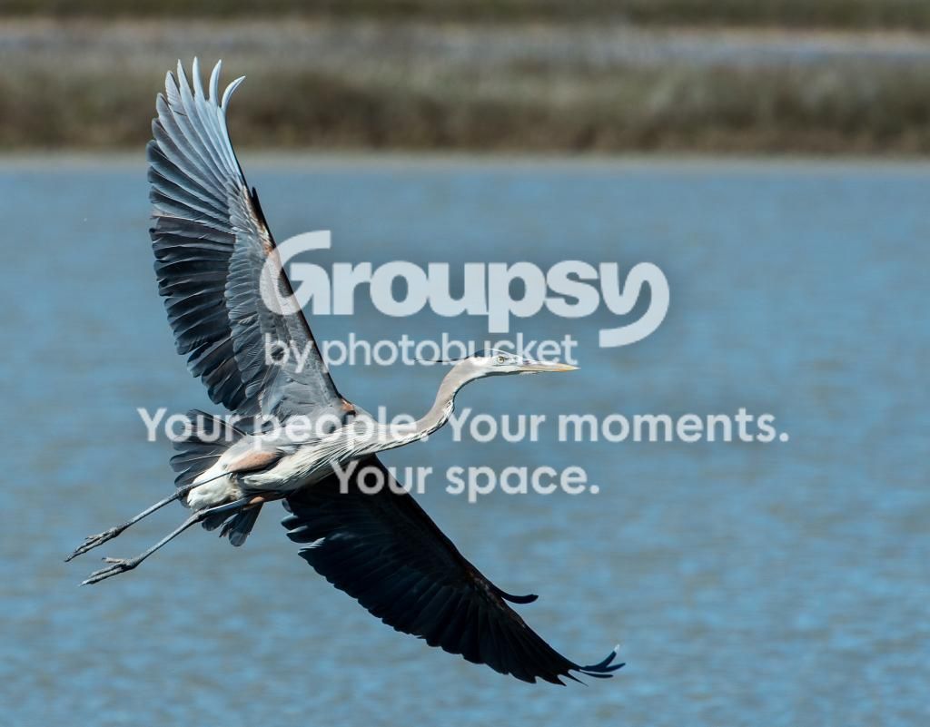 GreatBlueHeroninflight_zps045264a0.jpg