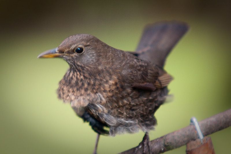 BBird-2.jpg
