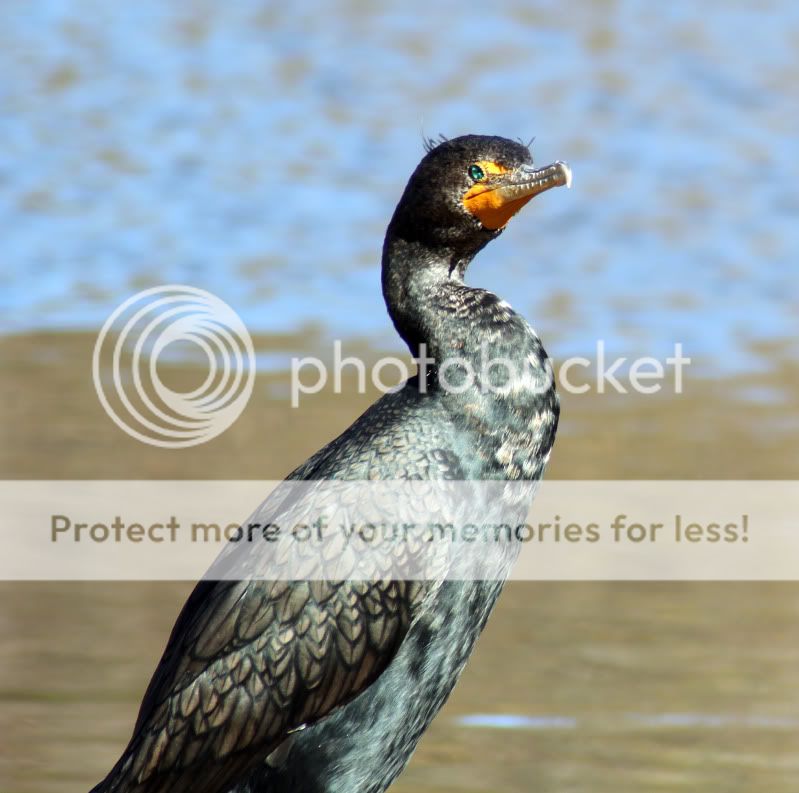 bird5.jpg