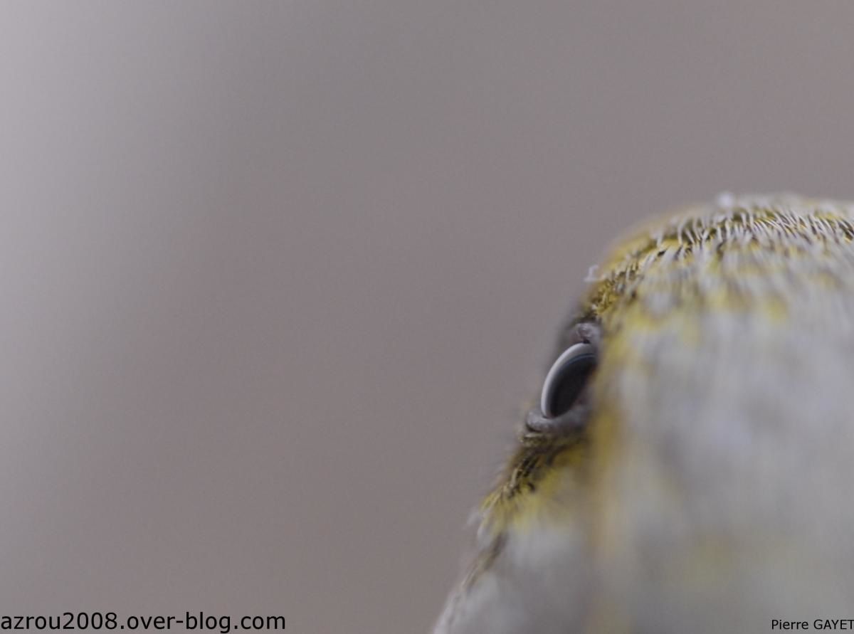 verdier-oeil-3.jpg