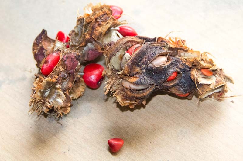 seeds-1.jpg