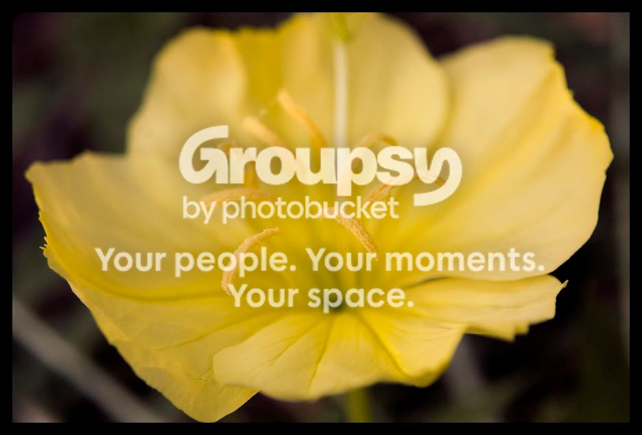 yellowflower.jpg