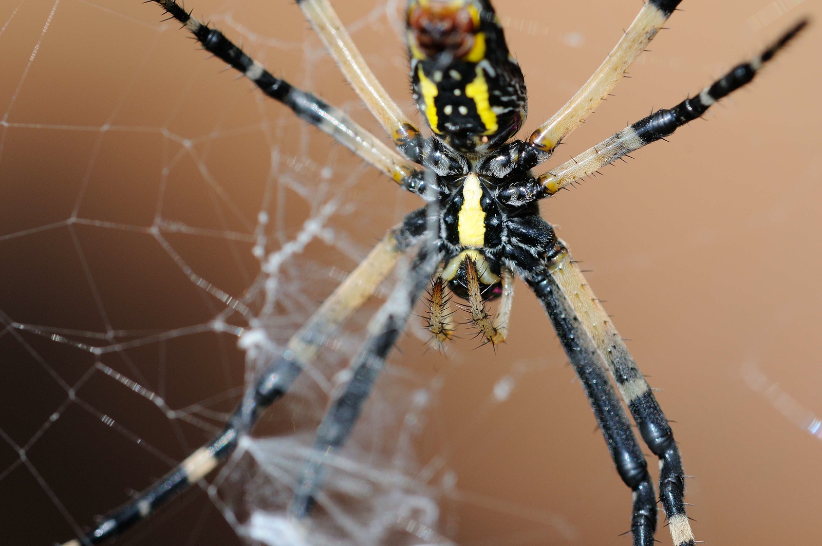 DSC_00013-X3.jpg