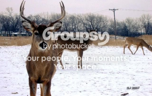 DeerLooking.jpg