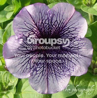 purpleflower2.jpg