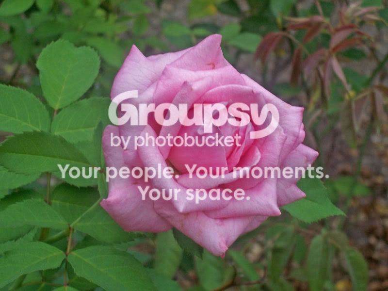 flower4.jpg