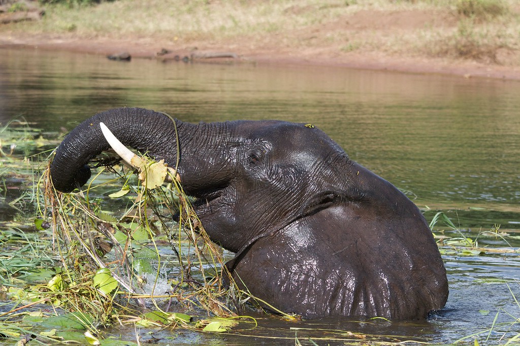 Elephant%20Bathing-XL.jpg
