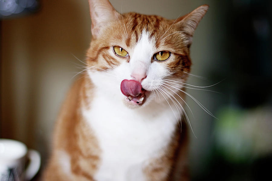 cat-licking-alyssa-b-young.jpg