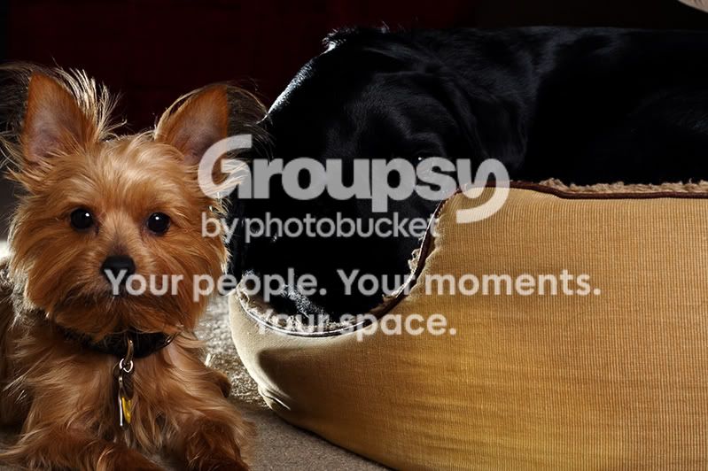DogPortrait5.jpg