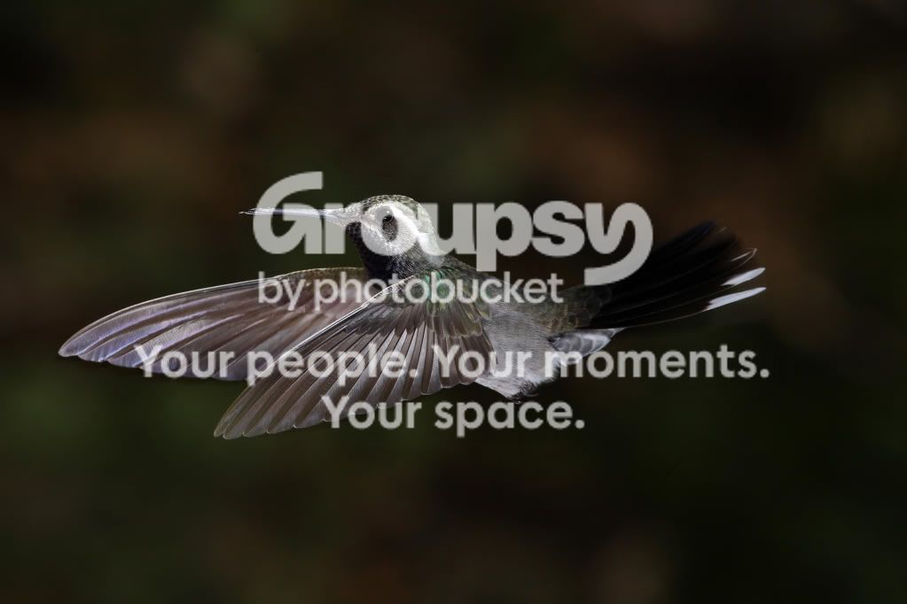 hummingbird-102.jpg